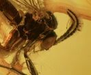 Fossil Fly (Diptera) In Baltic Amber - Great Amber Clarity #69309-1
